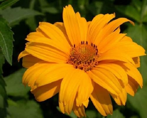 Yellow Heliopsis Flower Seeds – Heirloom Non-GMO High Germination Organic Garden Seeds