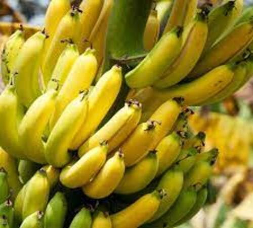 Yellow Banana Seeds – Heirloom, Non-GMO, High Germination Organic Garden Seeds