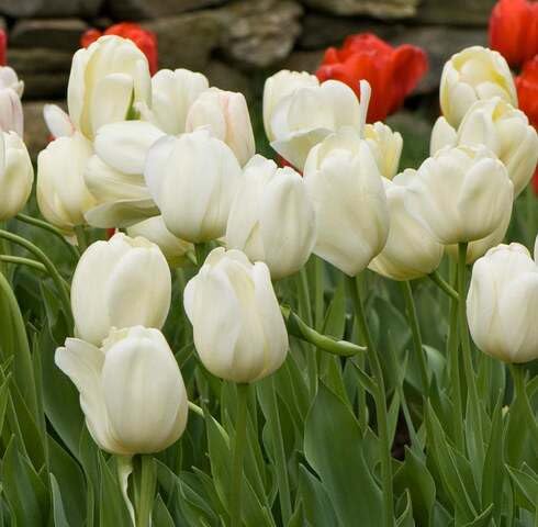 White Tulip Flower Seeds – Heirloom Non-GMO Organic Garden Seeds