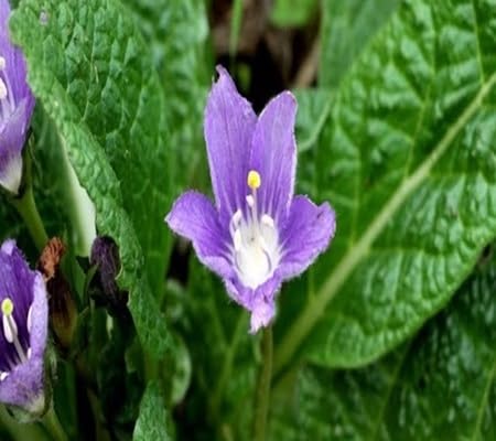 Platycodon Grandiflorus Blumensamen – Alte Sorte, gentechnikfrei, keimfreudige Bio-Gartensamen zum Pflanzen