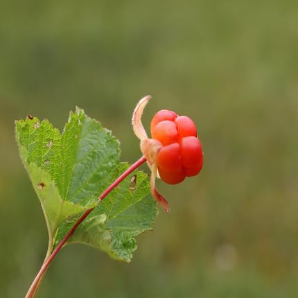 Red Cloudberry Seeds – Heirloom, Non-GMO, High Germination Organic Garden Seeds