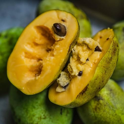 Paw Paw Seeds – Heirloom, Non-GMO, High Germination Organic Garden Seeds