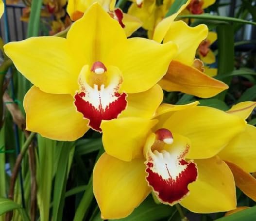 Yellow Cymbidium Flower Seeds – Heirloom, Non-GMO, High Germination Organic Garden Seeds