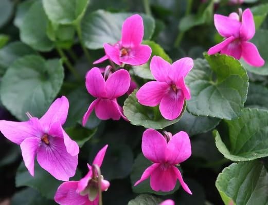 Pink Viola Odorata Flower Seeds – Heirloom Non-GMO High Germination Organic Garden Seeds