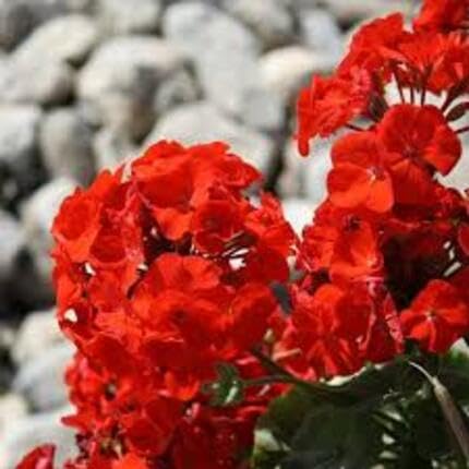 red geranium flower seeds