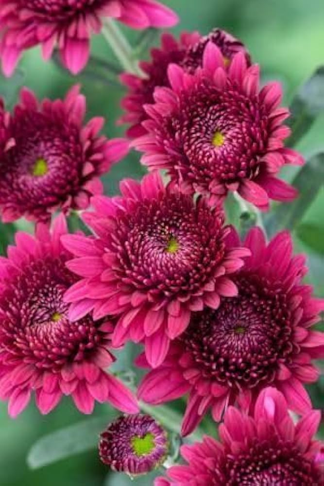 Red Chrysanthemum Flower Seeds – Heirloom, Non-GMO, High Germination Seeds