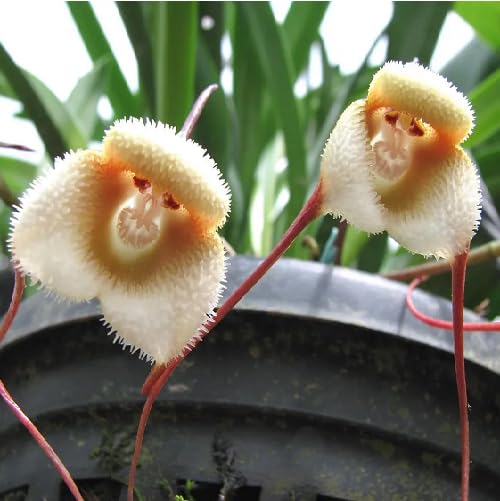 White Monkey Face Flower Seeds – Heirloom, Non-GMO, High Germination Organic Garden Seeds for Planting