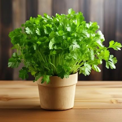 Green Cilantro Plant Seeds Heirloom Non-GMO High Germination Organic Garden Seeds for Planting