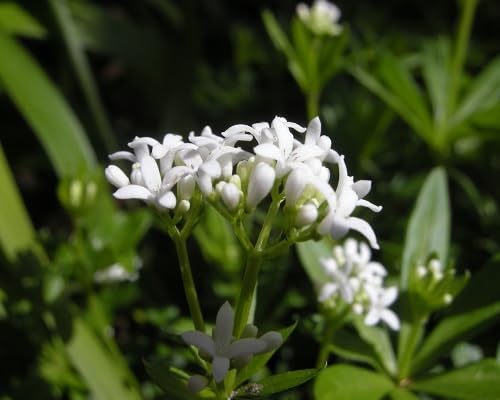 White Asperula Flower Seeds Heirloom Non-GMO High Germination Organic Garden Seeds