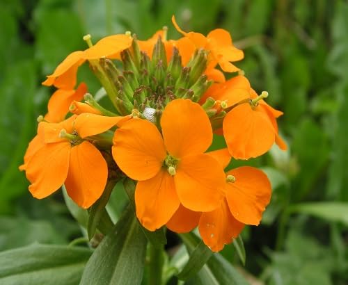 Orange Cheiranthus Cheirii Flower Seeds – Heirloom Non-GMO High Germination Organic