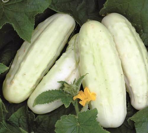 Gurke – Alte Sorte, gentechnikfrei, hochkeimfähig, Bio-Gartensamen pflanzen