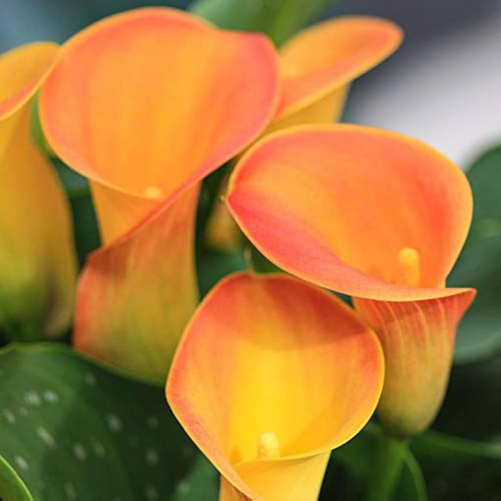 Orange Calla Lily Flower Seeds – Heirloom, Non-GMO, High Germination, Organic Garden Seeds