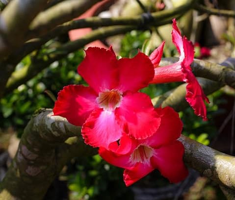 Adenium Flower Seeds Red for Planting – Heirloom Non-GMO High Germination Organic Garden Seeds