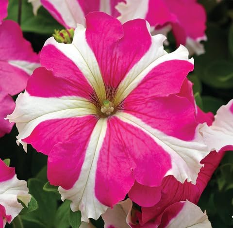 Pink White Petunia Flower Seeds – Heirloom Non-GMO High Germination Organic Garden Seeds