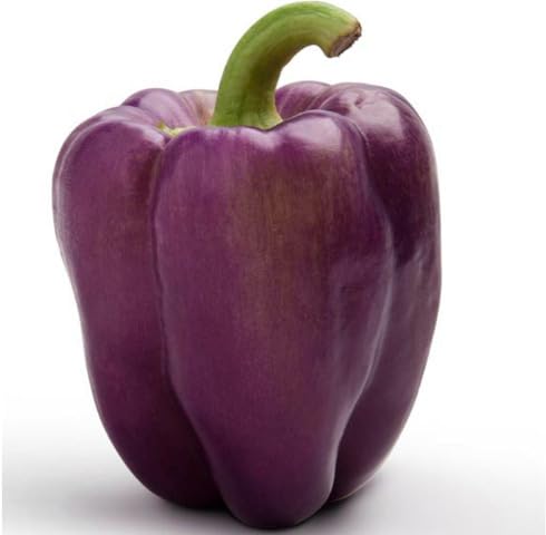 Purple Pepper Seeds – Heirloom, Non-GMO, High Germination Organic Garden Seeds Planting