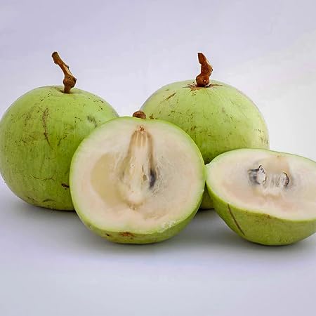 Cainito-Samen Grün Alte Sorte Gentechnikfrei Hohe Keimrate Bio-Gartensamen zum Pflanzen