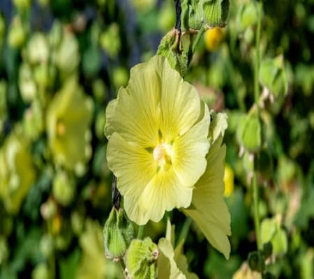 Hollyhock Flower Seeds – Heirloom, Non-GMO, High Germination Organic Garden Seeds for Planting