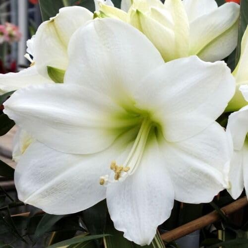 White Amaryllis Flower Seeds for Planting – Heirloom Non-GMO High Germination Organic Seeds