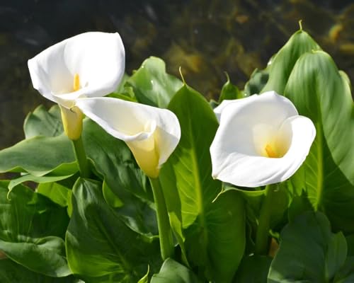 White Calla Lily Flower Seeds – Heirloom, Non-GMO, High Germination, Organic Garden Seeds