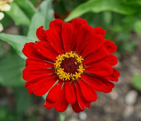 Red Zinnia Flower Seeds – Heirloom Non-GMO High Germination Organic Garden Seeds