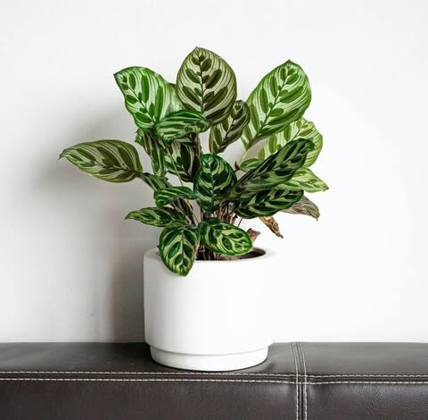 green calathea flower seeds