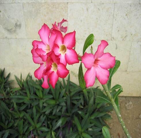 Pink Adenium Obesum Flower Seeds for Planting – Heirloom, Non-GMO, High Germination Organic Garden Seeds