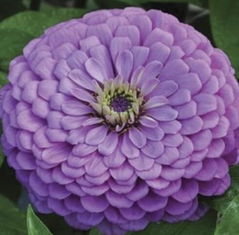 Purple Zinnia Flower Seeds Heirloom Non-GMO High Germination Organic Garden Seeds for Planting