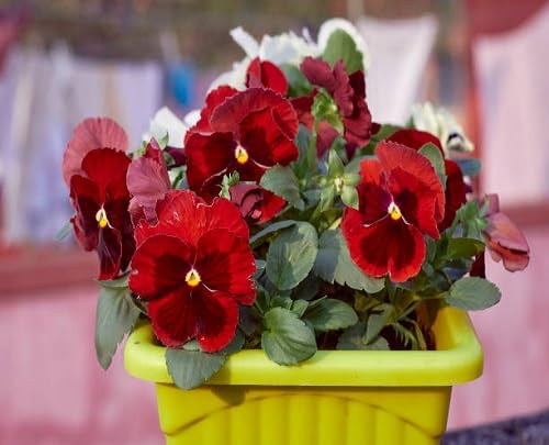 pansy flower heirloom non-gmo seeds