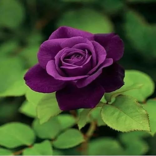 violet rose flower seeds