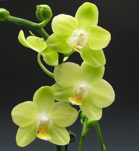 Light Green Phalaenopsis Orchid Flower Seeds – Heirloom, Non-GMO, High Germination Seeds