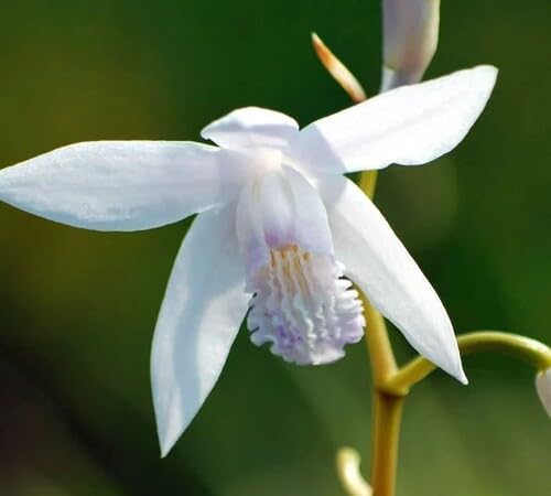 White Bletilla Flower Seeds Heirloom Non-GMO High Germination Organic Garden Seeds