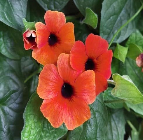 Red Thunbergia Flower Seeds Heirloom Non-GMO High Germination Organic Garden Seeds for Planting