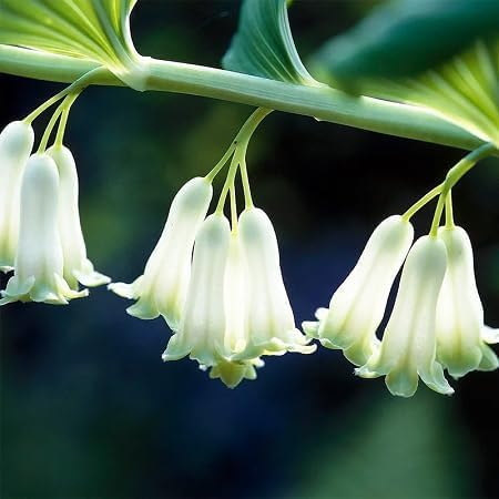 Polygonatum Canaliculatum Flower Seeds Heirloom Non-GMO High Germination Organic Garden Seeds for Planting