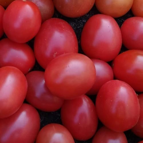 Pink Tomato Seeds – Heirloom, Non-GMO, High Germination Organic Garden Seeds Planting