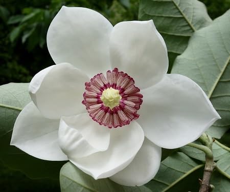 Magnolia Flower Seeds White – Heirloom, Non-GMO, High Germination Seeds