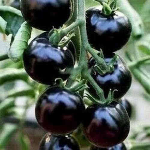 Black Tomato Seeds – Heirloom, Non-GMO, High Germination Organic Garden Seeds Planting