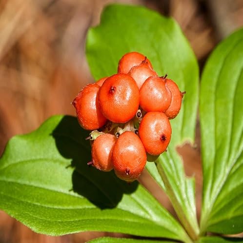 Bunchberry Fruit Seeds for Planting Heirloom Non-GMO High Germination Organic Garden Seeds