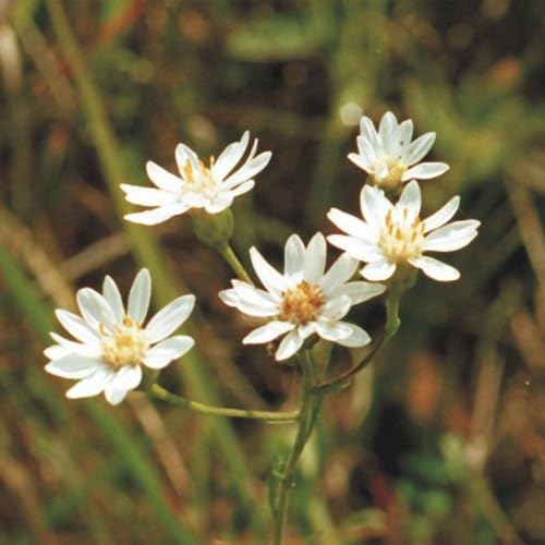 White Speciosa Flower Seeds Heirloom Non-GMO High Germination Organic Garden Seeds for Planting
