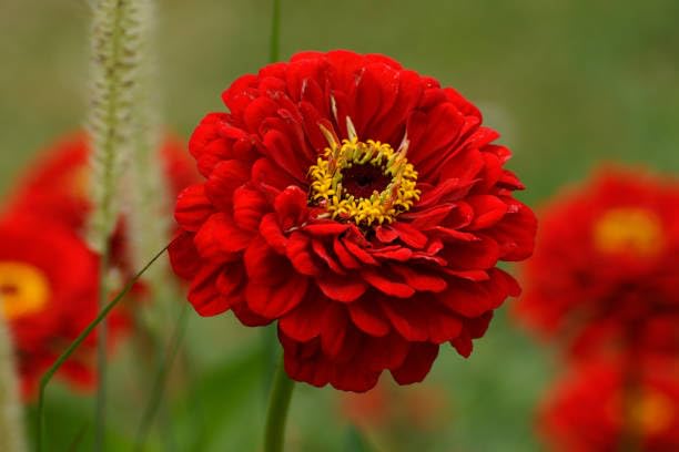 Zinnia Flower Seeds – Heirloom Non-GMO High Germination Organic Garden Seeds