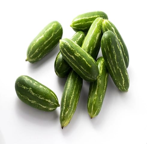 Green Ivy Gourd Seeds – Heirloom, Non-GMO, High Germination Organic Garden Seeds Planting