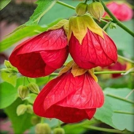 Red Lantern Flower Seeds – Heirloom, Non-GMO, High Germination Organic Garden Seeds for Planting