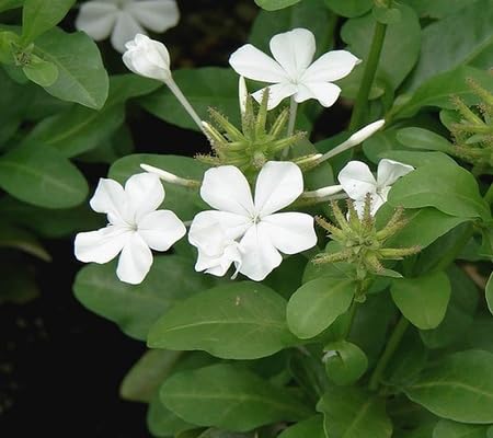 Plumbago Flower Seeds – Heirloom, Non-GMO, High Germination Organic Garden Seeds for Planting Seeds for Planting