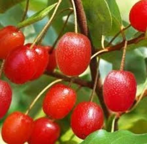 Red Goumi Berry Seeds – Heirloom, Non-GMO, High Germination Organic Garden Seeds