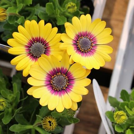 yellow osteospermum flower seeds