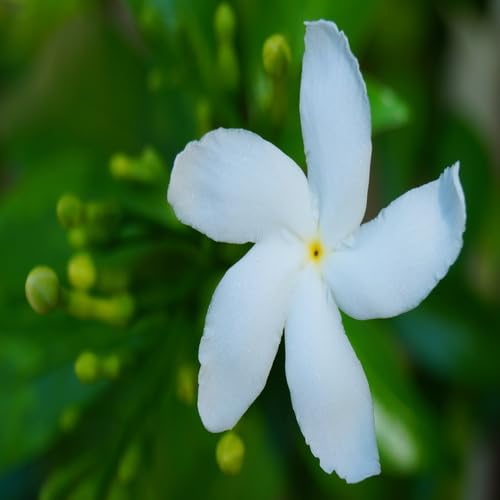 Tabernaemontana Flower Seeds White Heirloom Non-GMO High Germination Organic Garden Seeds for Planting