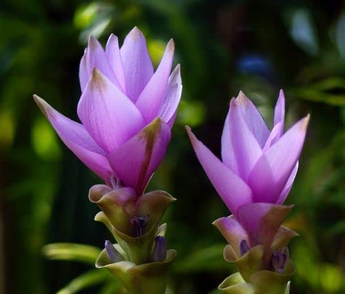 Purple Curcuma Flower Seeds for Planting Heirloom Non-GMO High Germination Organic Garden Seeds