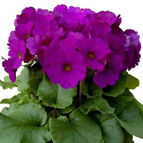 Violet Primula Flower Seeds – Heirloom Non-GMO High Germination Organic Garden Seeds for Planting