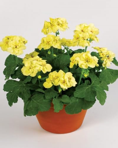 Yellow Bonsai Geranium Flower Seeds Heirloom Non-GMO High Germination Organic Garden Seeds