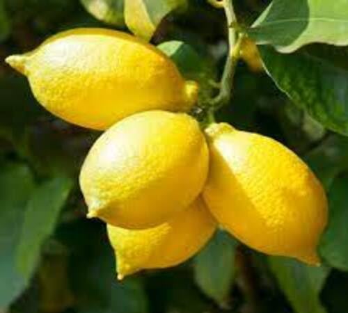 Yellow Citrus Seeds – Heirloom, Non-GMO, High Germination Organic Garden Seeds