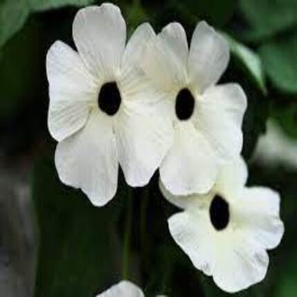 Thunbergia Flower Seeds White Heirloom Non-GMO High Germination Organic Garden Seeds for Planting